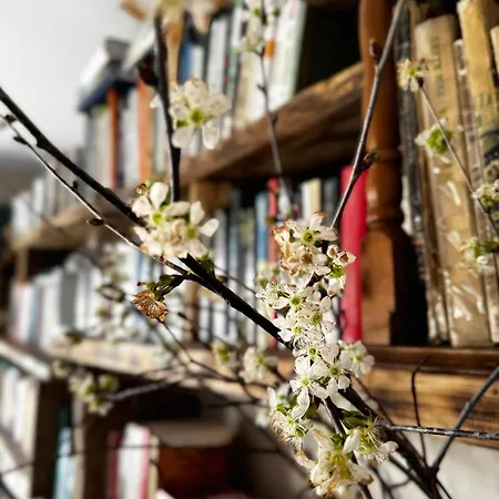 Bonaluti 팜스테이